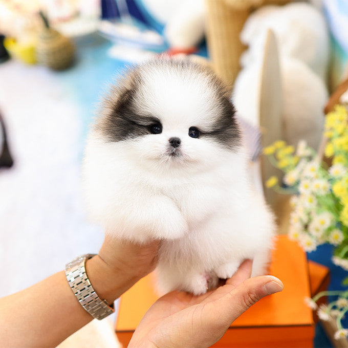 Pomeranian - Chito (Male)