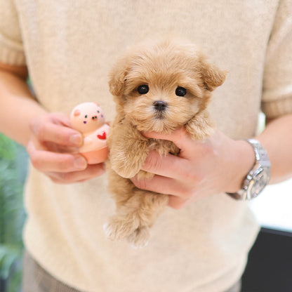 Maltipoo - Jjini (Female)