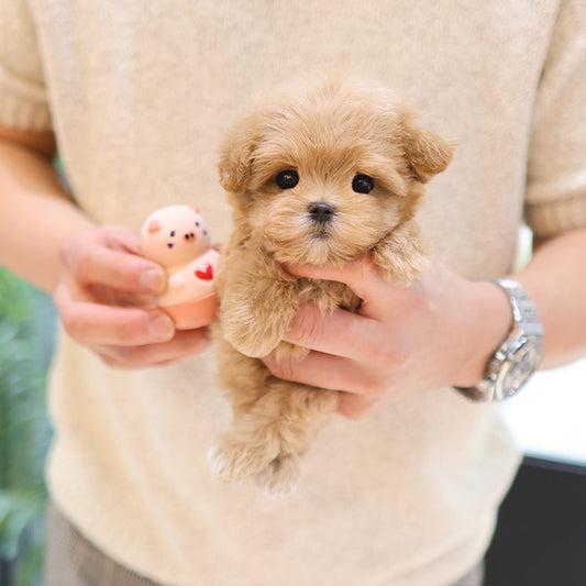 Maltipoo - Jjini (Female)