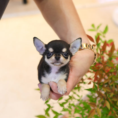 Chihuahua - Aru (Male)