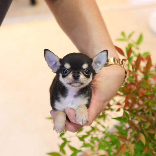 Chihuahua - Aru (Male)