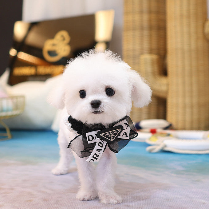 Bichon Frise - Bebe (Female)