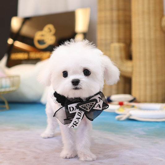 Bichon Frise - Bebe (Female)