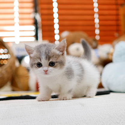 Munchkin - Ppori (Female)