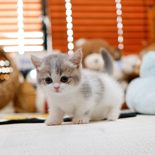 Munchkin - Ppori (Female)