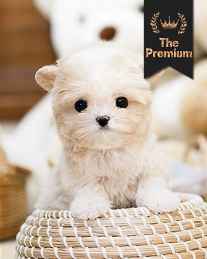Maltipoo - Joyong (Female)