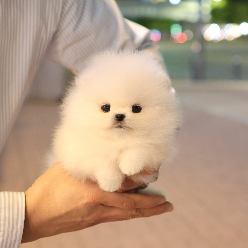 Pomeranian - Popcorn (Female) $5000