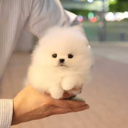 Pomeranian - Popcorn (Female) $5000