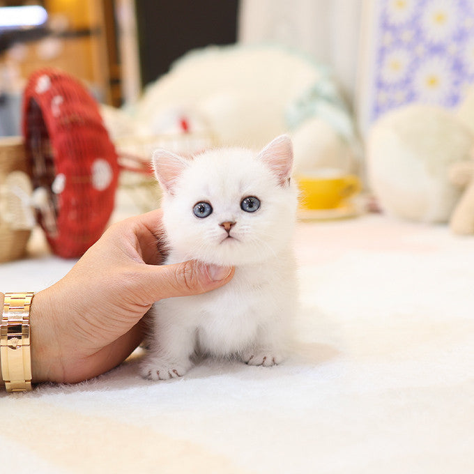 Munchkin - Ppikka (Male)