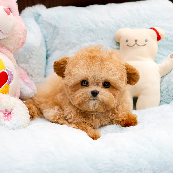Maltipoo - Poket (Male)