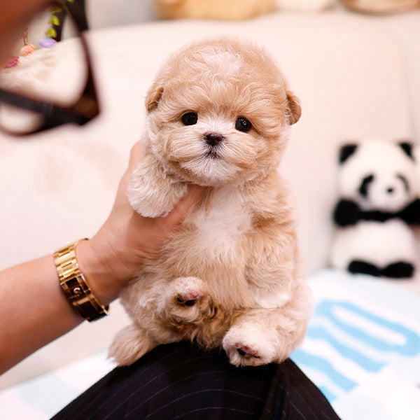 Maltipoo - Wipung (Female)