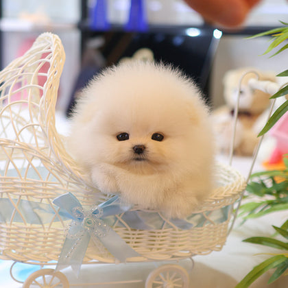 Pomeranian - Kre (Female)