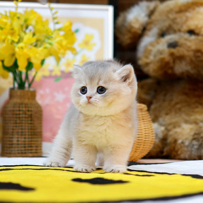 British Shorthair - Poko (Male)