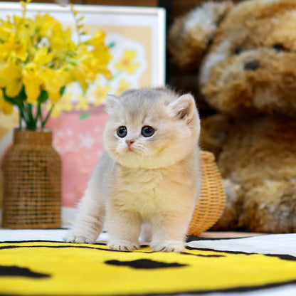 British Shorthair - Poko (Male)