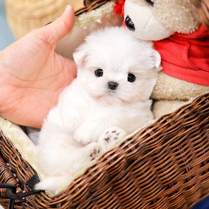 Maltese - Allo (Female)