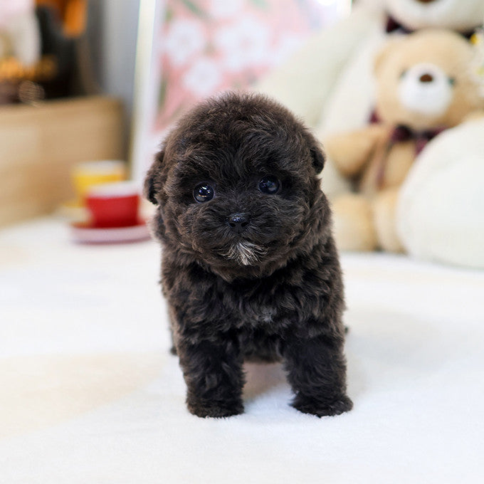 Poodle - Kuromi (Female)