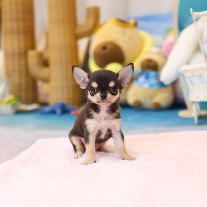 Chihuahua - Aru (Male)