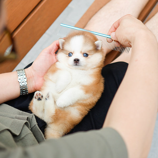 Pomsky - Pogeun (Female)