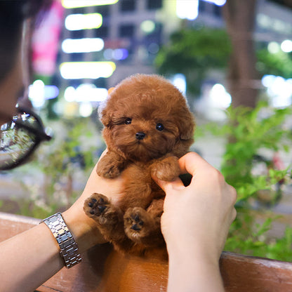 Poodle - Bubu (Male)