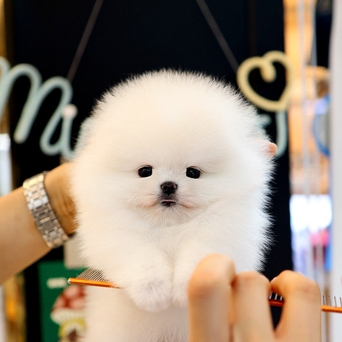 Pomeranian - Ppimppi (Female)