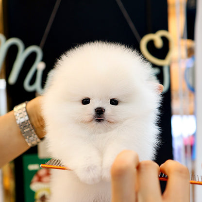 Pomeranian - Ppimppi (Female)
