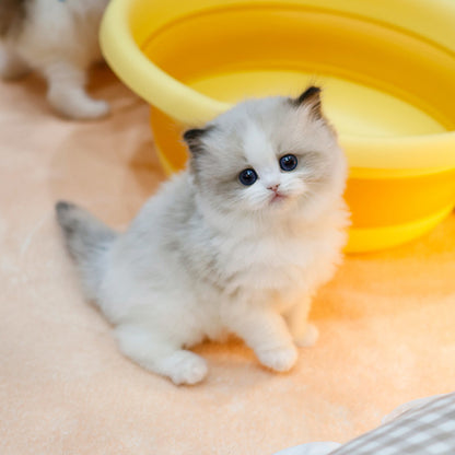 Ragdoll - Deotsin (Female)