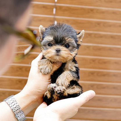 Yorkshire Terrier - Boka (Female)