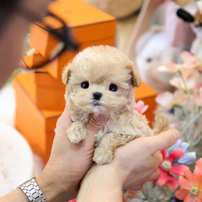 Maltipoo - Temu (Female)