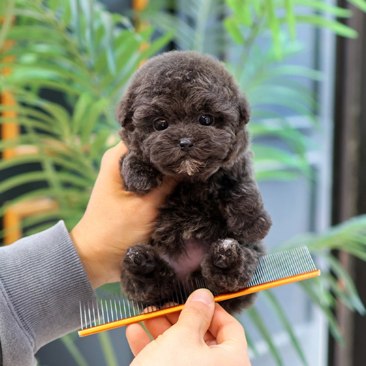 Poodle - Kuromi (Female)