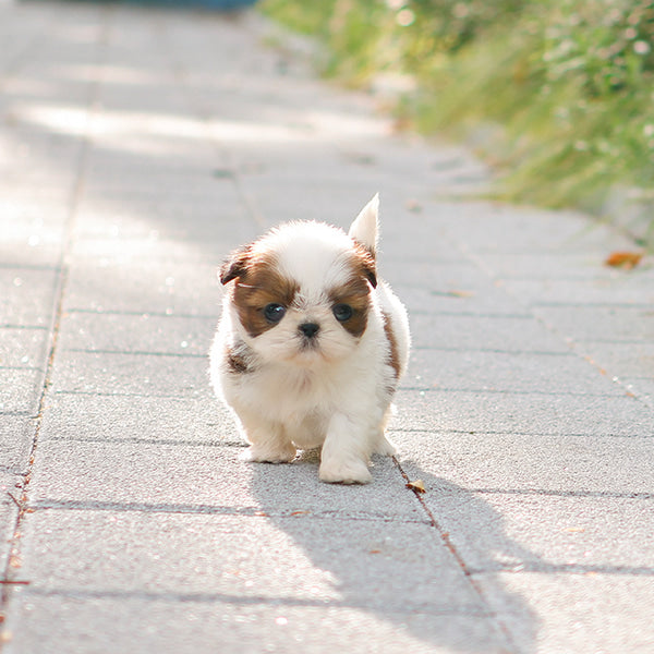 Shihtzu - Atti (Female)