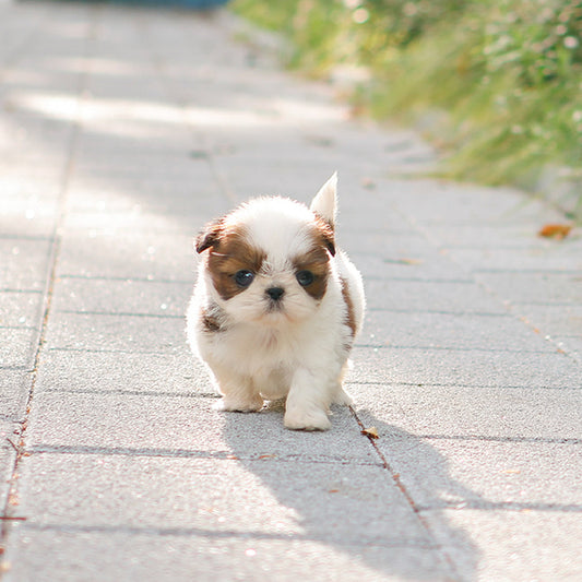 Shihtzu - Atti (Female)