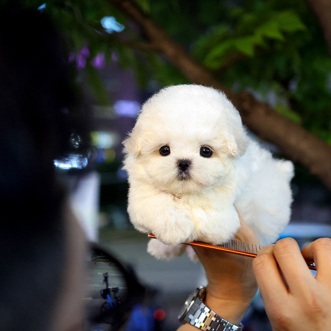 Bichon Frise - Pogeun (Female)