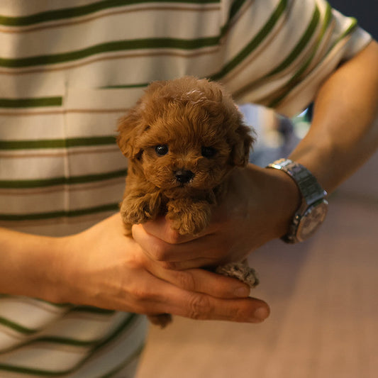 Poodle - Dorong (Female)