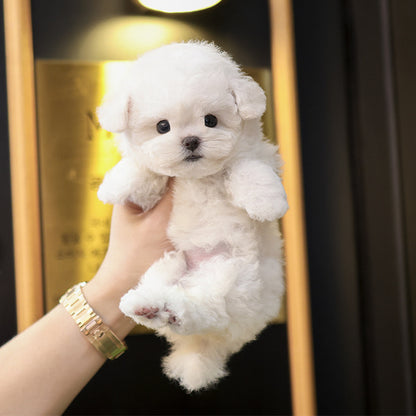 Bichon Frise - Chapssal (Female)