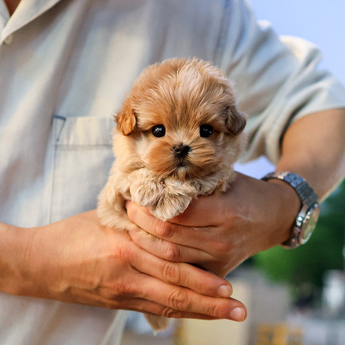 Maltipoo - Ttallang (Male)