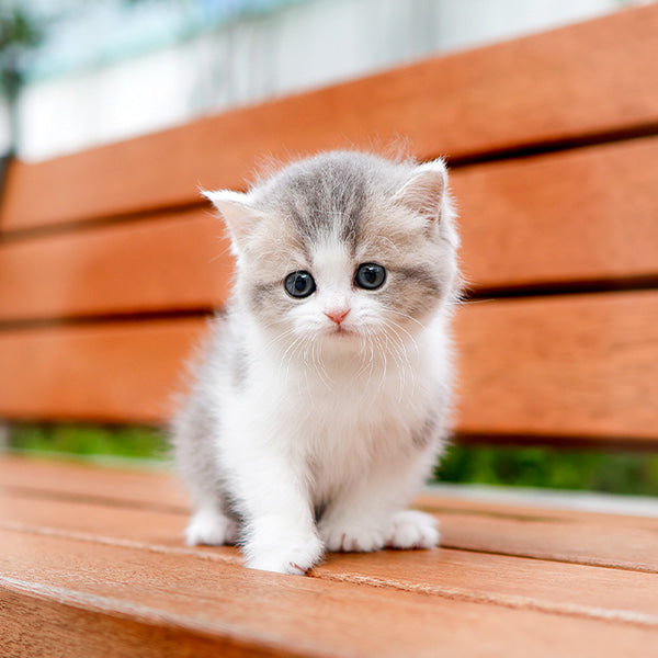 British Shorthair - Maong (Female)