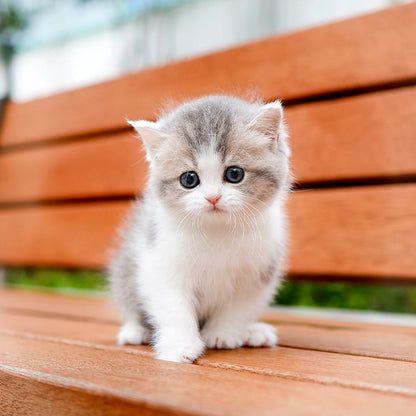 British Shorthair - Maong (Female)