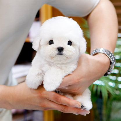 Bichon Frise - Chyuu (Female)