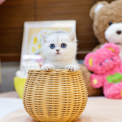Munchkin - Kiki (Female)