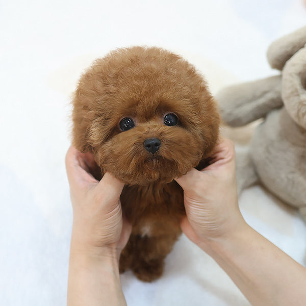 Poodle - Kungji (Male)