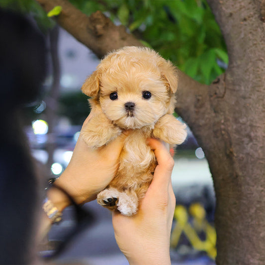 Maltipoo - Yeonyu (Female)