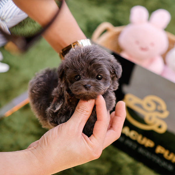 Maltipoo - Beulbi (Male)
