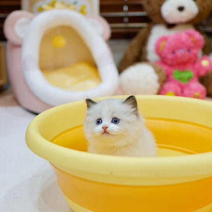 Ragdoll - Nora (Female)