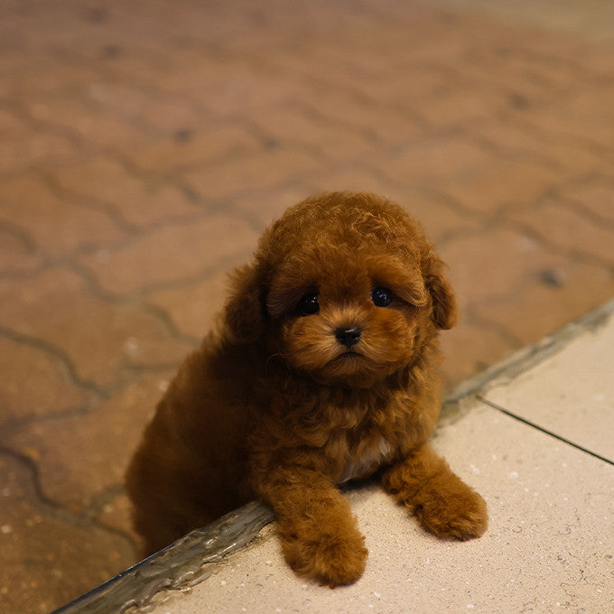 Poodle - Roy (Female)