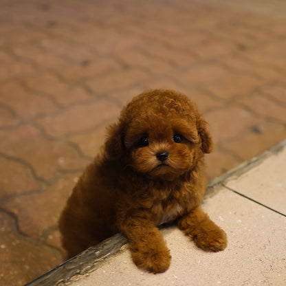 Poodle - Roy (Female)