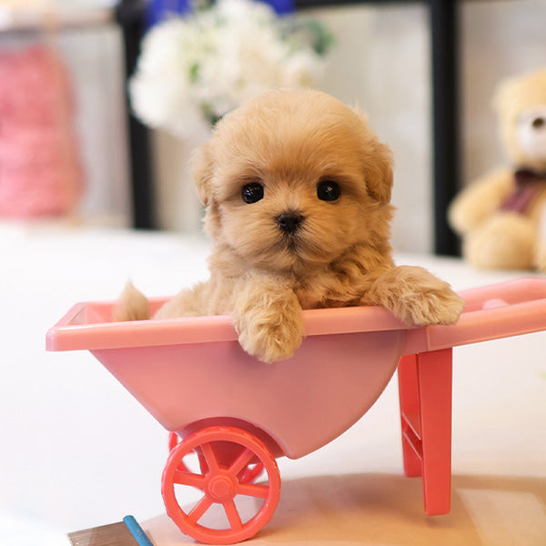 Maltipoo - Dindin (Female)
