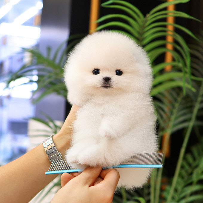 Pomeranian - Yeonhui (Female)