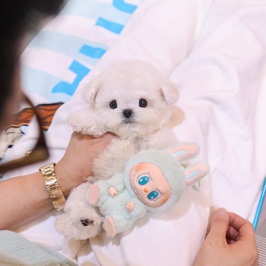 Bichon Frise - Chongchong (Male)
