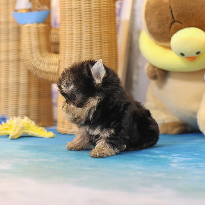 Yorkshireterrier - Sapi (Female)