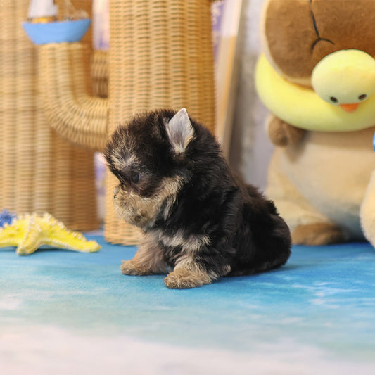Yorkshireterrier - Sapi (Female)